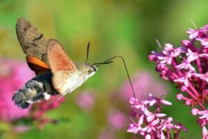 Hummingbird Hawk Moth