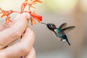 A wild adult male bee hummingbird (Mellisuga helenae), attracted to hand-held flower near Playa Larga, Cuba, West Indies, Caribbean, Central America