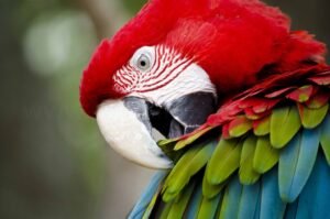 Macaw cleaning 