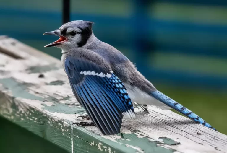 A Blue Jay Fledgling