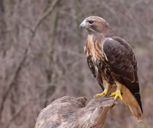 A Red-tailed hawk (Buteo jamaicensis)