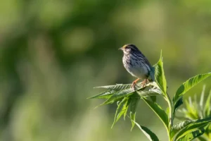 A Savannah Sparrow