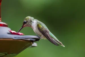 A beautiful large hummingbird