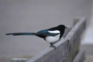 A black-billed magpie