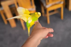 A budgerigar flapping her wings