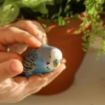 A budgie sits on the palm of a person's hand