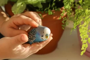 A budgie sits on the palm of a person's hand