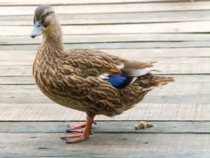 A duck pooping