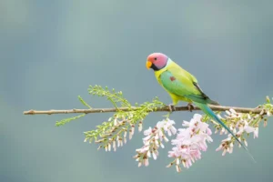 A male plum-headed parakeet