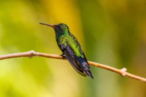 Abeille's Hummingbird