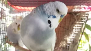 Adult male budgerigar