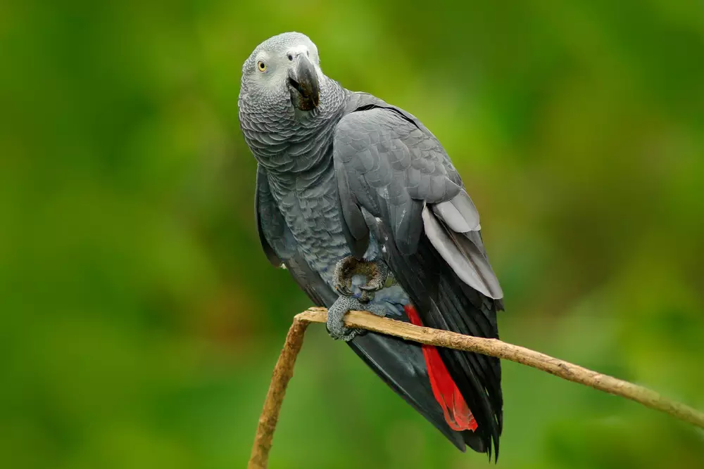 African Grey Parrot, Psittacus erithacus