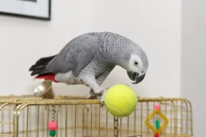 African Grey parrot