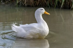 America Pekin Duck