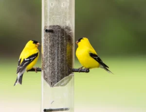 American Goldfinch