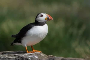 An Adorable Atlantic Puffin