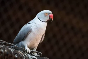 An Indian ring neck parrot