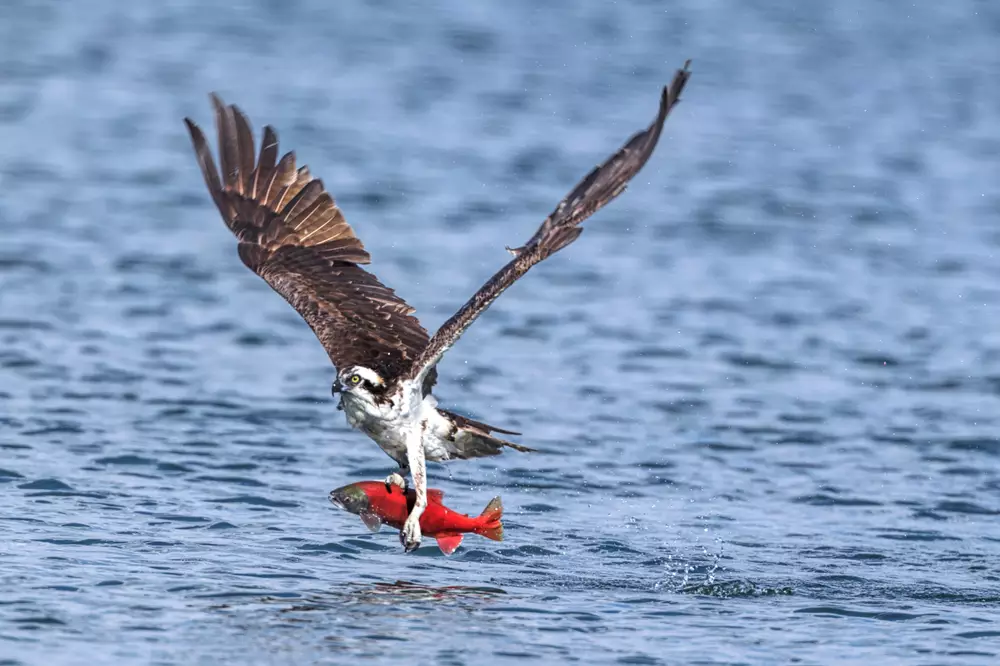 An osprey flies off with a kokanee salmon