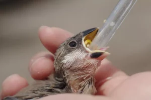 Artificial rearing java finch