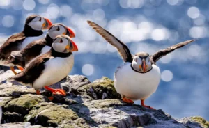 Atlantic puffins