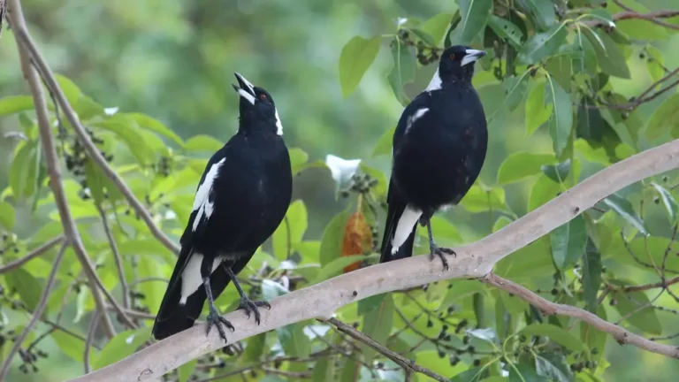 Australian Magpies perched on a branch