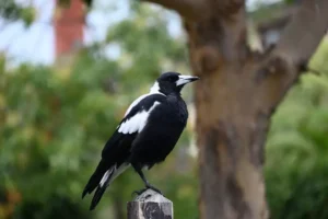 Australian magpie