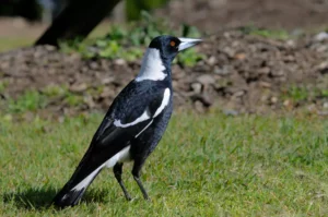 Australian magpie (Gymnorhina tibicen)