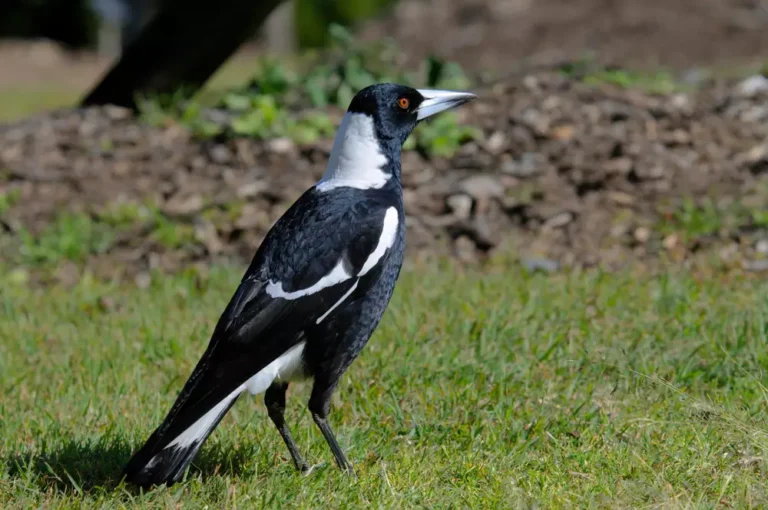Australian magpie (Gymnorhina tibicen)