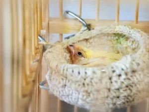 Baby Canary chick