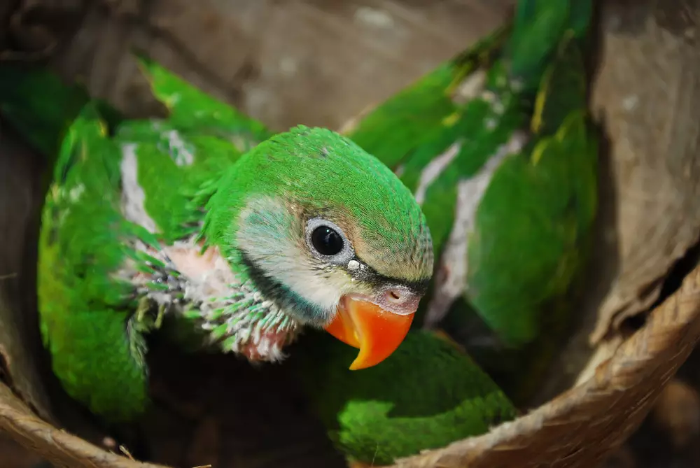 Baby green parrot