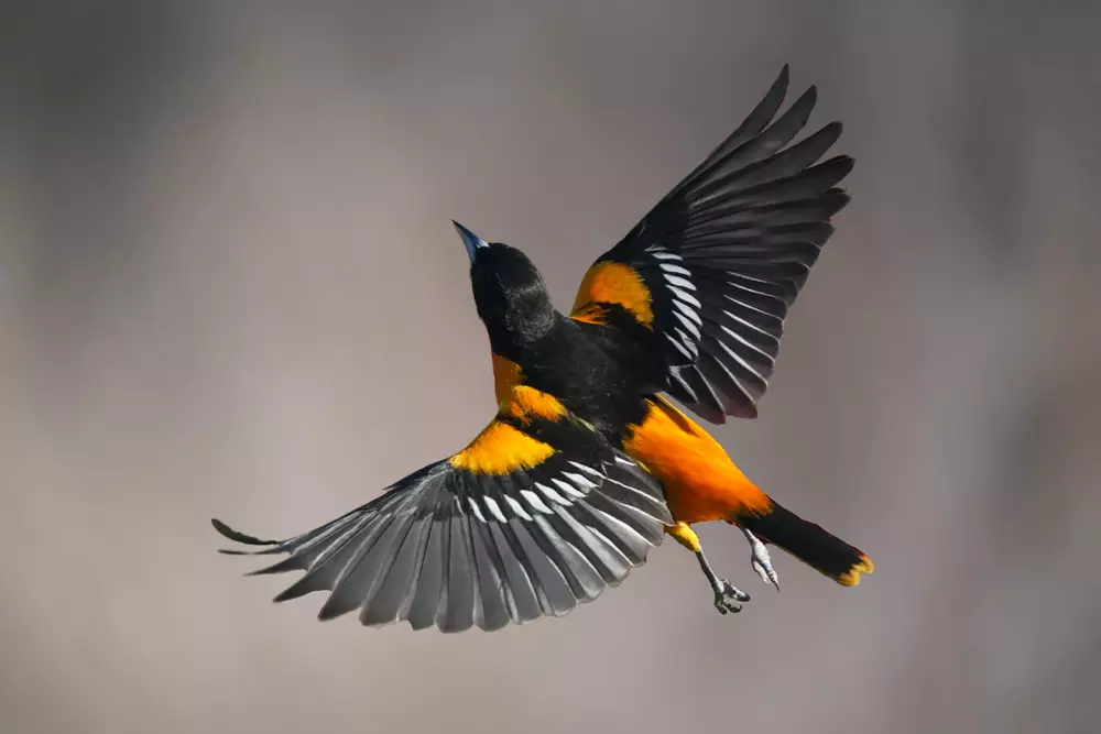 Baltimore Oriole male