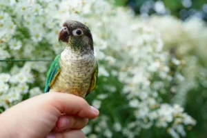 Beautiful Green cheek conure