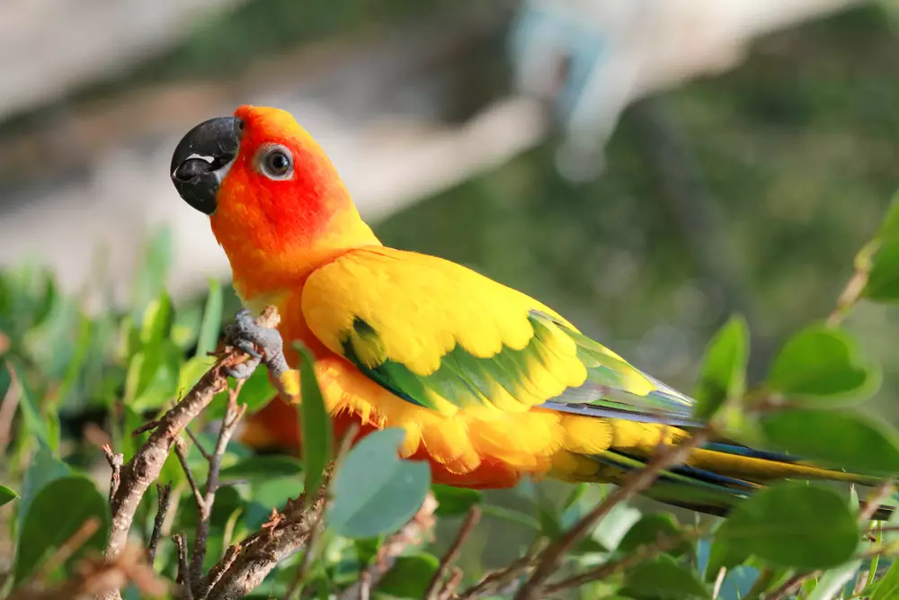 Beautiful Sun Conure bird