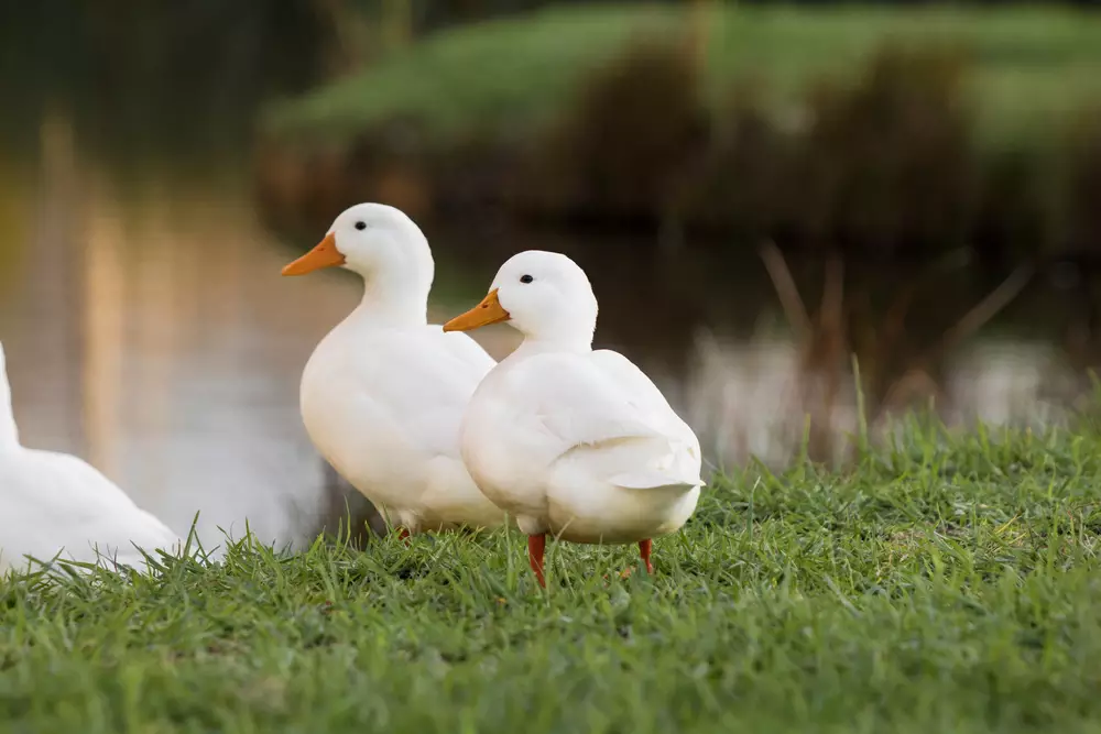 Beautiful White Pekin ducks