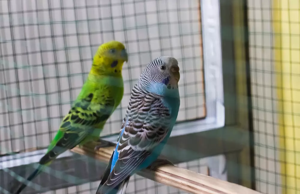 Beautiful colored budgie