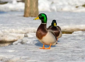 Beautiful ducks under sunlight.