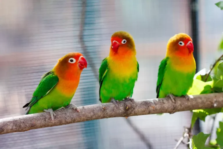 Beautiful green parrot lovebird