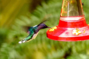 Beautiful humming bird