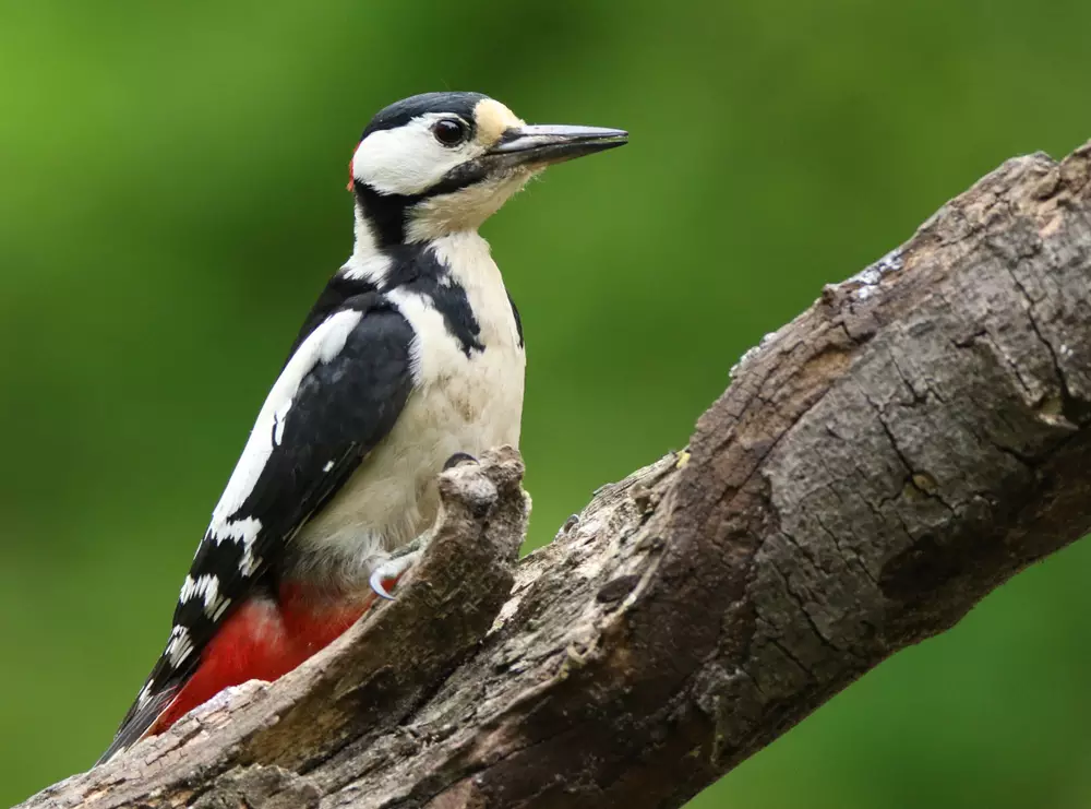 Beautiful spotted woodpecker
