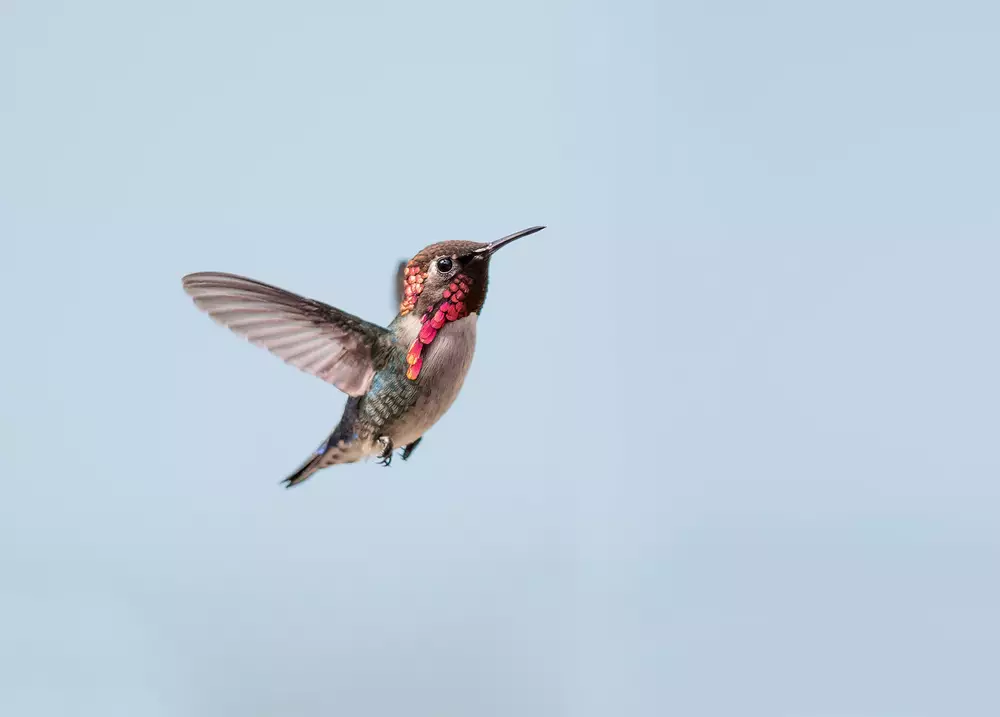 Bee Hummingbird