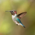 Bee hummingbird - Mellisuga helenae