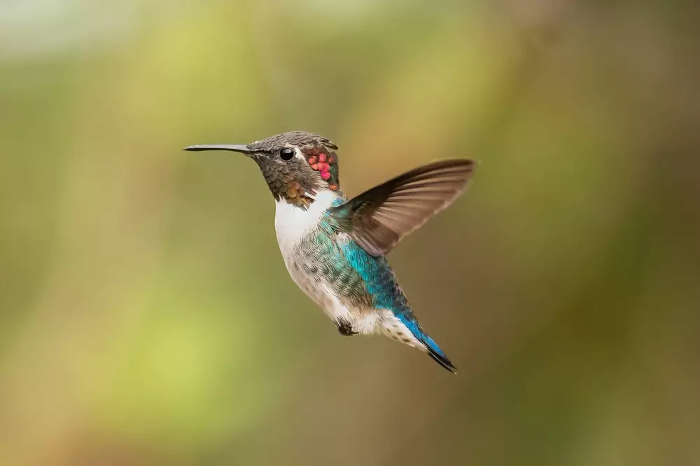 Bee hummingbird - Mellisuga helenae