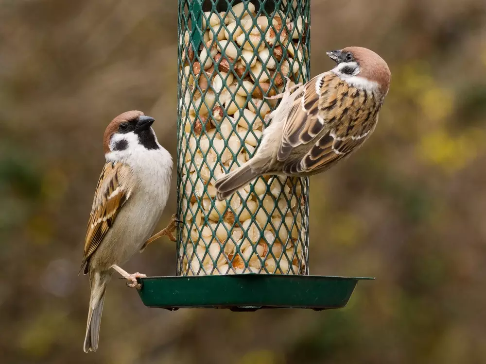 Best Peanut Feeder For Birds