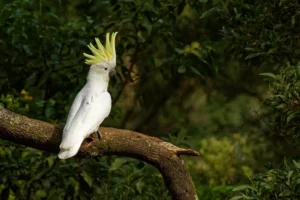 Big white and yellow cockatoo