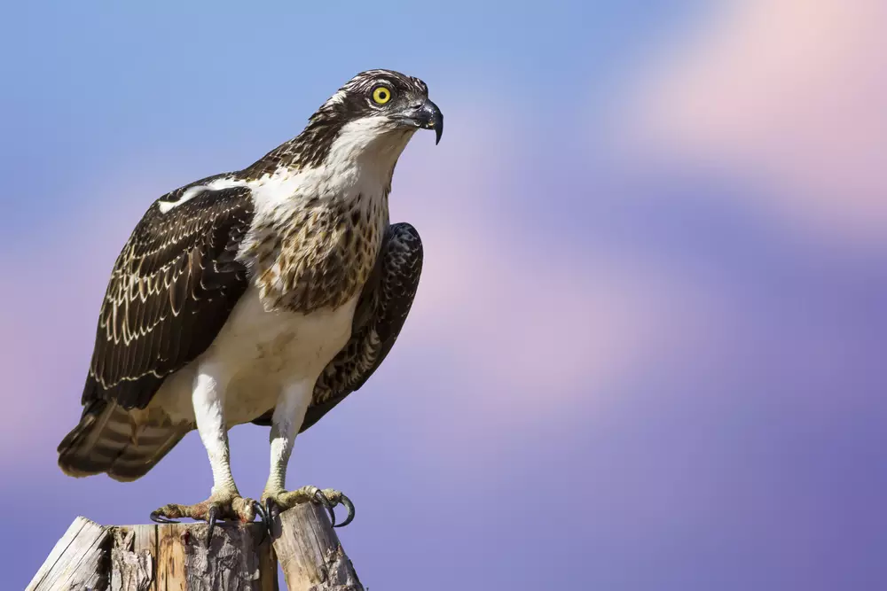 Bird of prey. Eagle Osprey