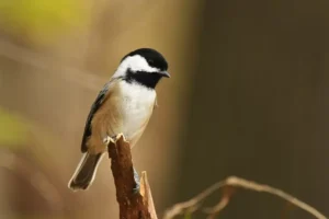 Black capped chickadee perched