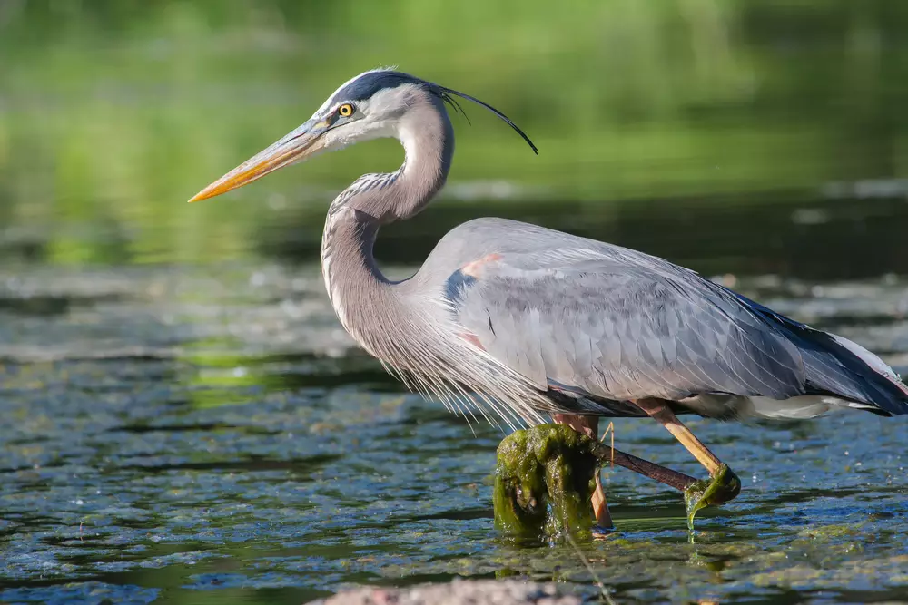 Blue Heron fishing