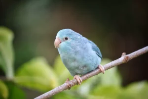 Blue Parrotlets standing on twigs