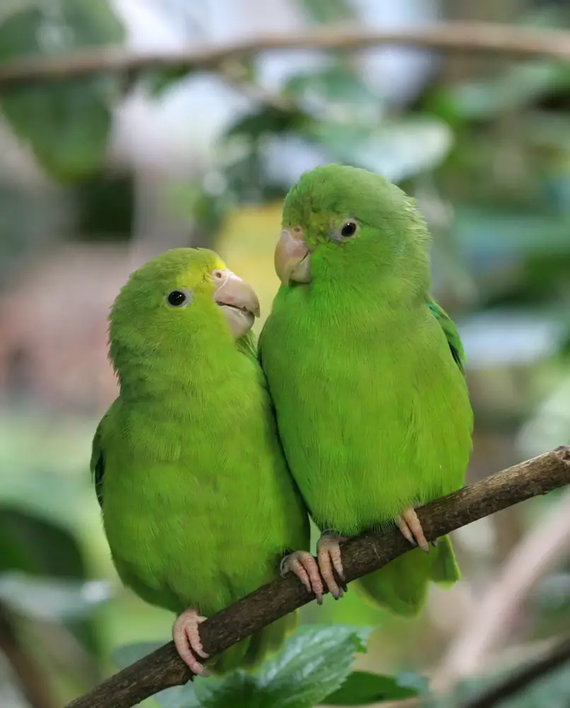 Blue-Winged Parrotlets in Love