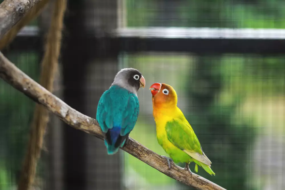 Blue and green lovebird parrots